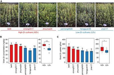 Wheat Rhizosphere Metagenome Reveals Newfound Potential Soil Zn-Mobilizing Bacteria Contributing to Cultivars’ Variation in Grain Zn Concentration